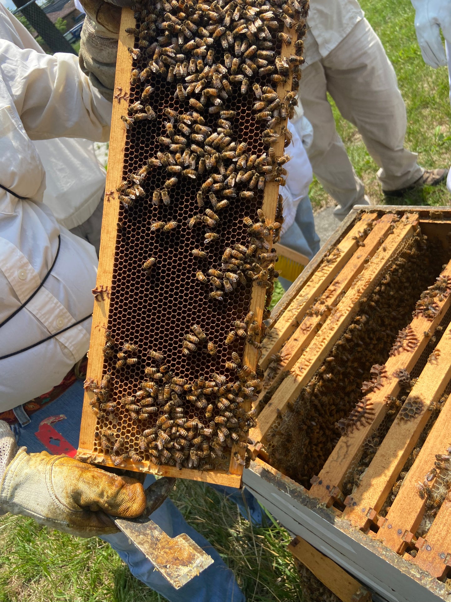 Fresh Locally-Sourced Beeswax Candle