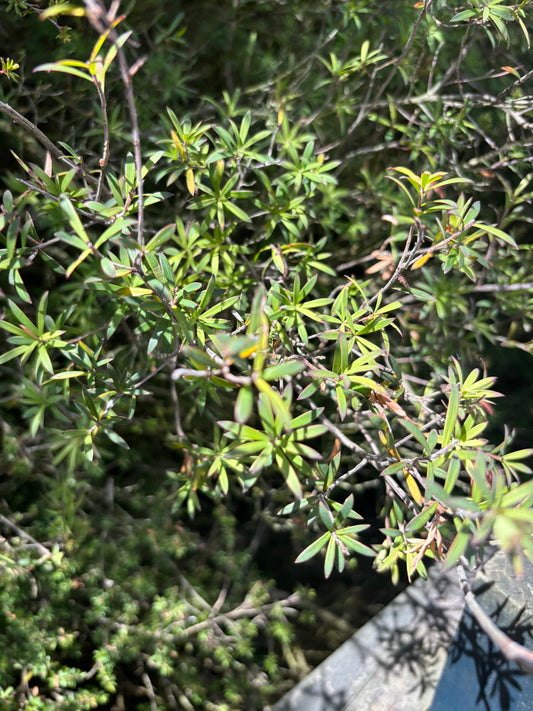 Manuka Candle