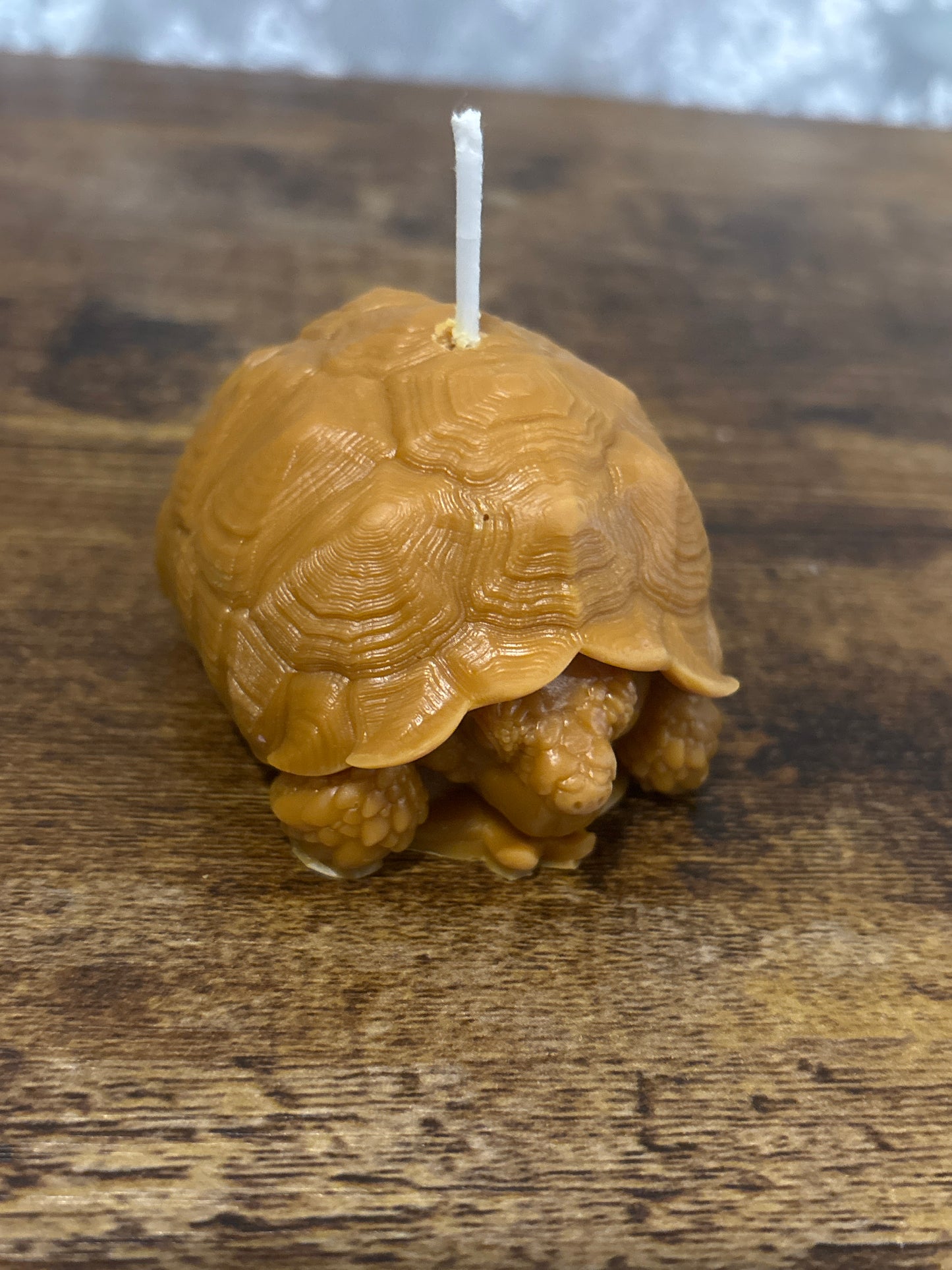 Turtle Candle